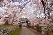 【名古屋駅発】*日帰り昼食付*『高遠小彼岸桜』3